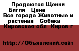 Продаются Щенки Бигля › Цена ­ 35 000 - Все города Животные и растения » Собаки   . Кировская обл.,Киров г.